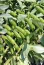 Broad bean in the vegetable garden Royalty Free Stock Photo