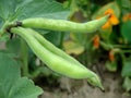 Broad bean - Vicia faba