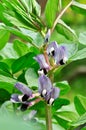 Broad Bean (Vicia faba) in bloom Royalty Free Stock Photo