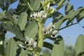 Broad bean (Vicia faba) in the field Royalty Free Stock Photo