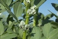 Broad bean (Vicia faba) in the field Royalty Free Stock Photo