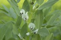 Broad bean (Vicia faba) plant Royalty Free Stock Photo