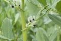 Broad bean (Vicia faba) plant Royalty Free Stock Photo