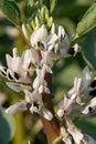 Broad bean (vivia fabia) flowers Royalty Free Stock Photo