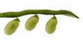 Broad beans Royalty Free Stock Photo