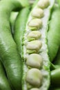 Broad beans close up, green, raw and fresh shelled fava beans and seed pods Royalty Free Stock Photo