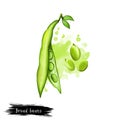 Broad beans. Digital art illustration of Vicia faba, also known fava or faba, field or bell English horse Windsor, pigeon and tic Royalty Free Stock Photo