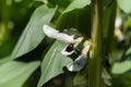 Broad beans flowers and leaves Royalty Free Stock Photo