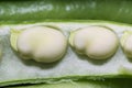 Broad beans macro, green, raw and fresh fava beans in open seed pod Royalty Free Stock Photo