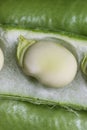 Broad beans macro, green, raw and fresh fava beans in open seed pod Royalty Free Stock Photo