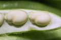 Broad beans macro, green, raw and fresh fava beans in open seed pod Royalty Free Stock Photo