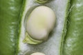 Broad beans macro, green, raw and fresh fava beans in open seed pod Royalty Free Stock Photo