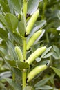 Broad Beans on Plant Royalty Free Stock Photo