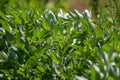 Broad beans plant as background. Royalty Free Stock Photo