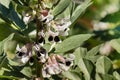 Broad beans plant in bloom Royalty Free Stock Photo