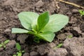 Broad beans seedling in vegetable garden Royalty Free Stock Photo