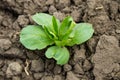 Broad beans seedling in vegetable garden Royalty Free Stock Photo