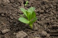 Broad beans seedling in vegetable garden Royalty Free Stock Photo