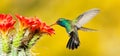Široký účtovaný kolibrík 