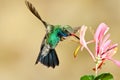 Broad Billed Hummingbird