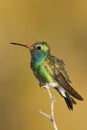 Broad Billed Hummingbird Royalty Free Stock Photo