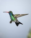 Broad-billed Hummingbird Royalty Free Stock Photo
