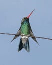 Broad-billed Hummingbird Royalty Free Stock Photo