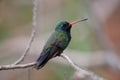 Broad-billed Hummingbird (Cynanthus latirostris) Royalty Free Stock Photo