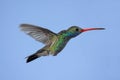 Broad-billed Hummingbird (Cynanthus latirostris) Royalty Free Stock Photo