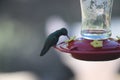 Broad-billed Hummingbird Cynanthus latirostris 2