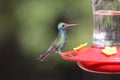 Broad-billed Hummingbird Cynanthus latirostris 10