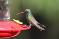 Broad-billed Hummingbird Cynanthus latirostris 6