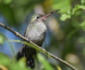 Broad-billed Hummingbird Cynanthus latirostris