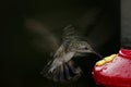 Broad-billed Hummingbird (Cynanthus latirostris) Royalty Free Stock Photo