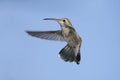 Broad-billed Hummingbird (Cynanthus latirostris) Royalty Free Stock Photo