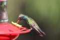 Broad-billed Hummingbird Cynanthus latirostris 8