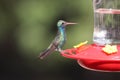 Broad-billed Hummingbird Cynanthus latirostris 9