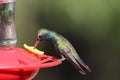 Broad-billed Hummingbird Cynanthus latirostris 7