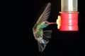 Broad-billed Hummingbird (Cynanthus latirostris) Royalty Free Stock Photo