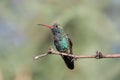 Broad-billed Hummingbird (Cynanthus latirostris)