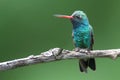 Broad-billed Hummingbird (Cynanthus latirostris) Royalty Free Stock Photo