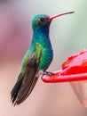 Broad-Billed Hummingbird Royalty Free Stock Photo