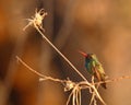 Broad-billed Hummingbird Royalty Free Stock Photo