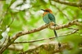 Broad-billed Motmot, Electron platyrhynchum beautiful coloured bird sition on a branch. Wildlife animal from Costa Rica.