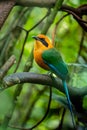 The broad-billed motmot Electron platyrhynchum is a species of bird in the family Momotidae.