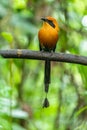 The broad-billed motmot Electron platyrhynchum is a species of bird in the family Momotidae.