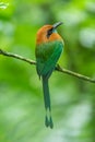 The broad-billed motmot Electron platyrhynchum is a species of bird in the family Momotidae.