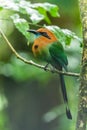 The broad-billed motmot Electron platyrhynchum is a species of bird in the family Momotidae.