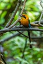 The broad-billed motmot Electron platyrhynchum is a species of bird in the family Momotidae.