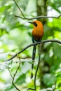 The broad-billed motmot Electron platyrhynchum is a species of bird in the family Momotidae.